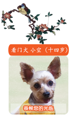 片冈光山堂门犬 小空（8岁）欢迎您的光临！