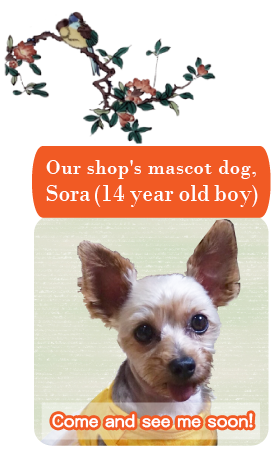 Kataoka Kozando Our shop's mascot dog, Sora (8 year old boy)Come and see me soon!