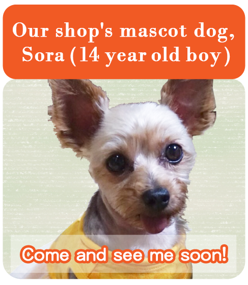 Kataoka Kozando Our shop's mascot dog, Sora (8 year old boy)Come and see me soon!